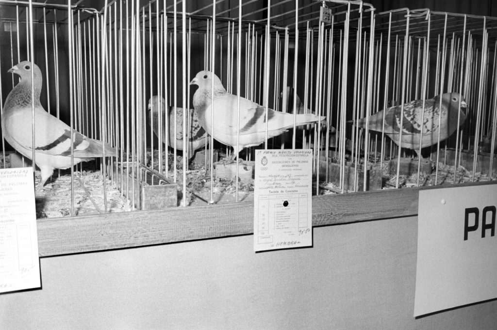 1967 En la Delegación Nacional de Sindicatos de Madrid, se ha celebrado un concurso de palomas mensajeras, y estas han sido las premiadas al mérito de velocidad. EFE/Fiel/caa