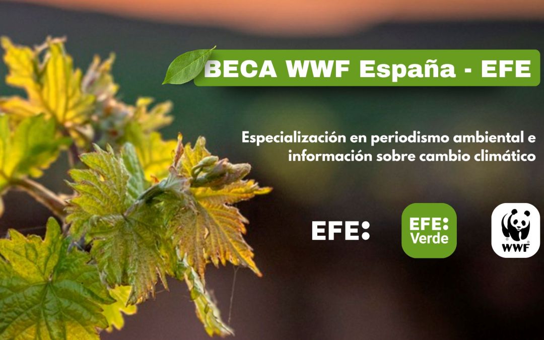 Convocada la beca EFE-WWF de periodismo ambiental