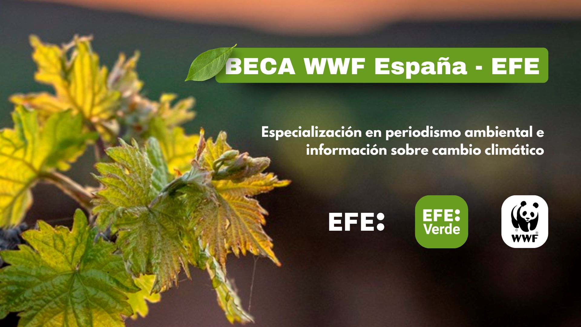 Beca WWF - EFE de periodismo ambiental 2026